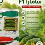 بذور الخيار الهجين